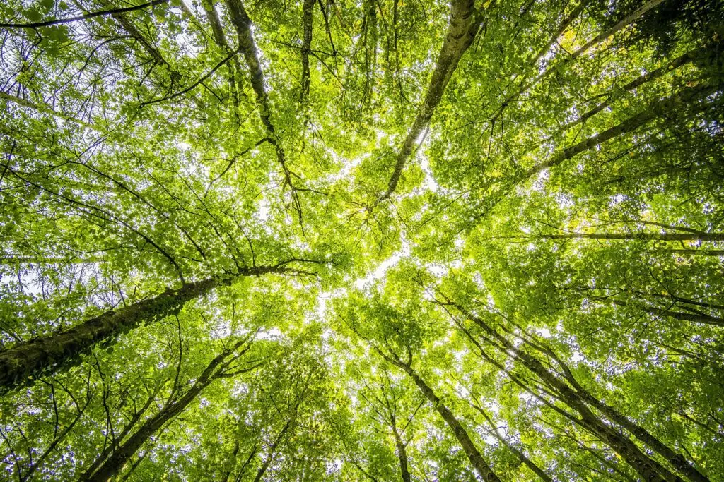 Net Zero & Decarbonization Strategy